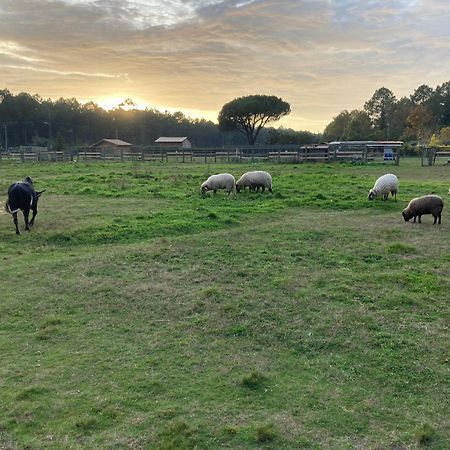 Gite - La Ferme A La Plage Le Porge Eksteriør bilde