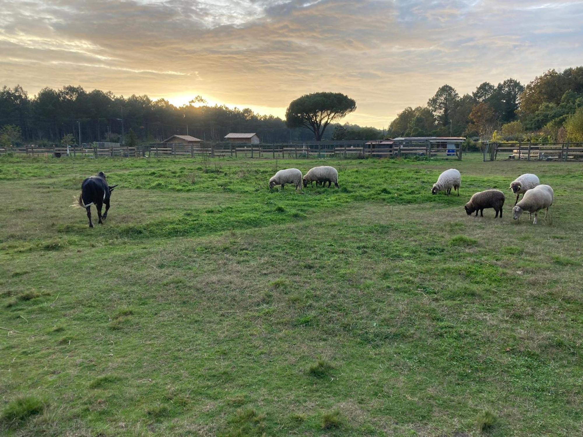 Gite - La Ferme A La Plage Le Porge Eksteriør bilde